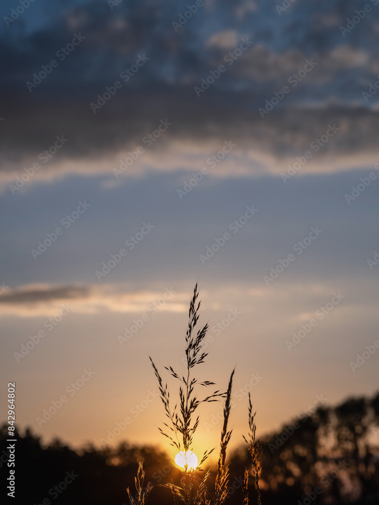 Letztes Sonnenlicht am Feldrand mit Sonnen und Wald, Getreidefeld, Gräser Letztes Sonnenlicht am Feldrand mit Sonnen und Wald, Getreidefeld, Gräser