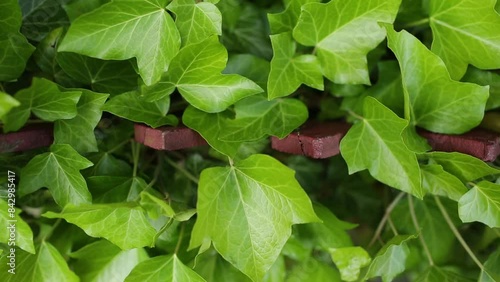 Wallpaper Mural Green and clean Ivy leaves. Contrasting texture of Ivy leaves. Torontodigital.ca