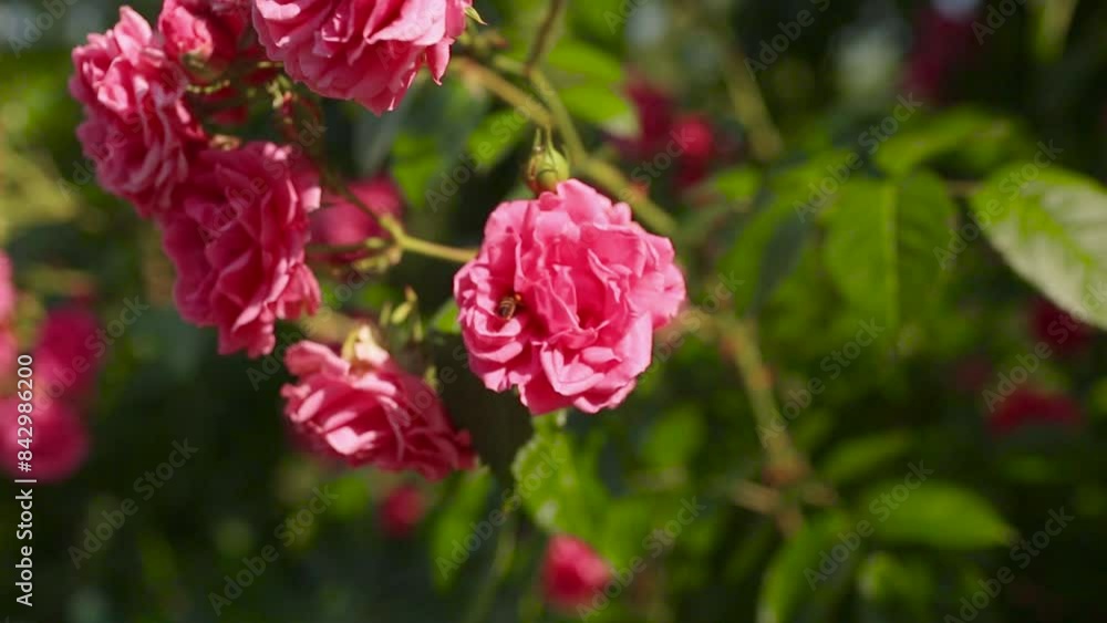 A bee collecting nectar from a pink rose. A bush of pink Laguna roses. Cultivation of creeping roses. A bee collecting nectar from a pink rose. A bush of pink Laguna roses. Cultivation of creeping roses.