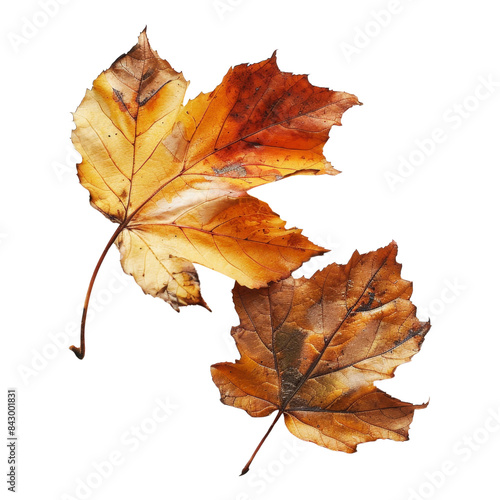 autumn leaves isolated on transparent background