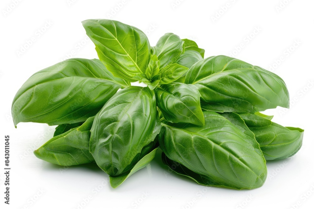 Fresh basil with detailed veins isolated on white background Fresh basil with detailed veins isolated on white background