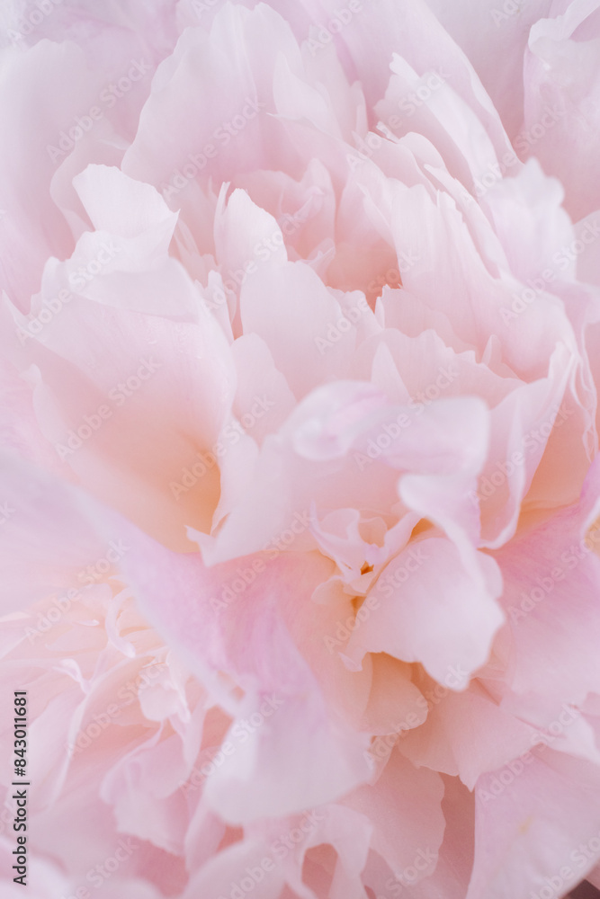 Delicate pink peony close-up. macro peony petals Delicate pink peony close-up. macro peony petals