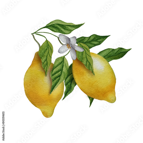 Watercolor lemons on a branch with green leaves and flowers. Fresh lemon citrus fruit painting. Botanical illustration. 