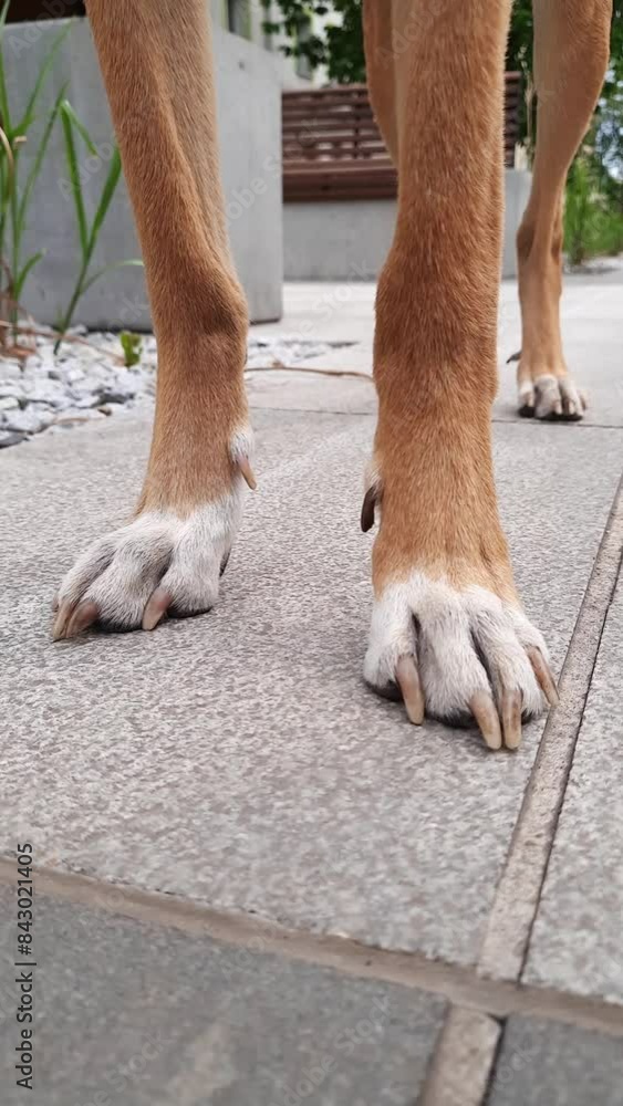 Dog with long legs standing on sidewalk. Front view. Close-up dog paws waiting for owner on street. City dog. Socialization of animal and comfortable life in modern city. Vertical video Dog with long legs standing on sidewalk. Front view. Close-up dog paws waiting for owner on street. City dog. Socialization of animal and comfortable life in modern city. Vertical video