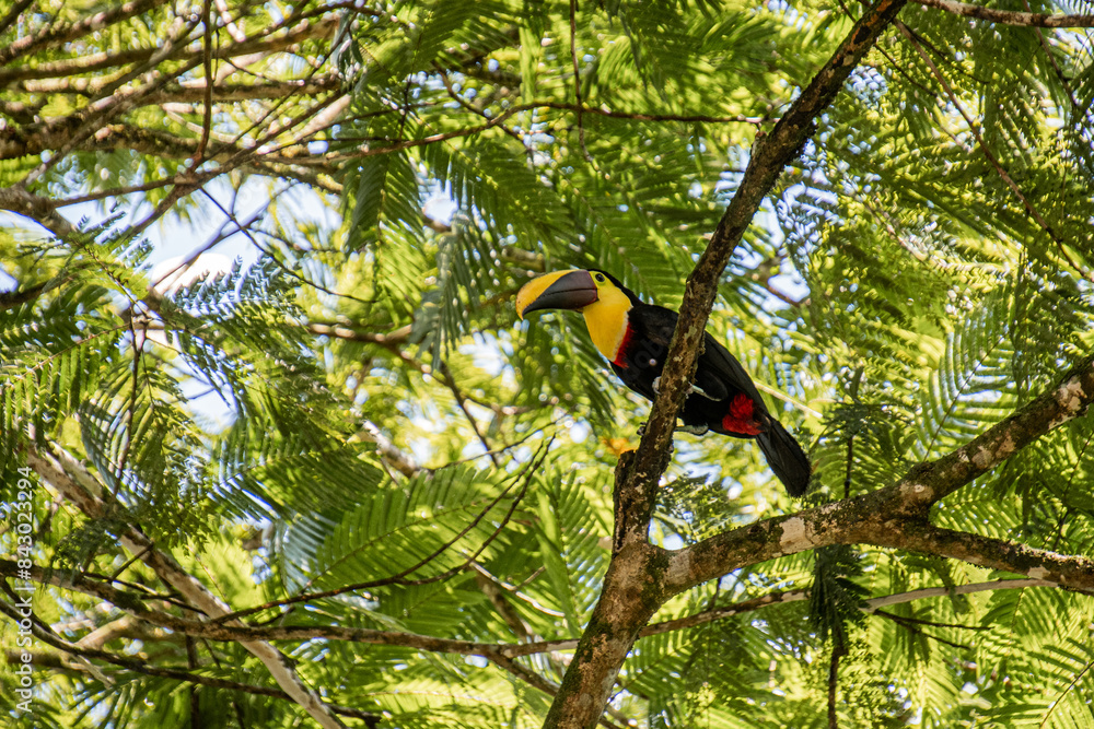 toucan on a branch