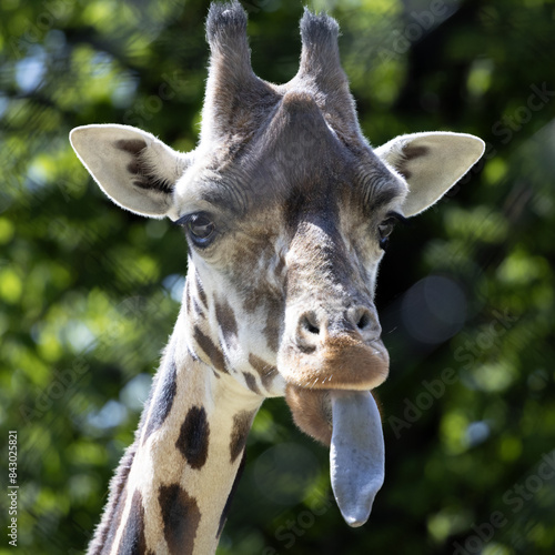 Portrait of a giraffe