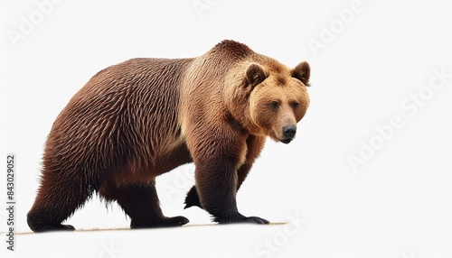 Ilustración de oso grizzli  2