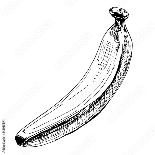 Fresh banana fruit. Vintage vector hatching black hand drawn illustration isolated on white background