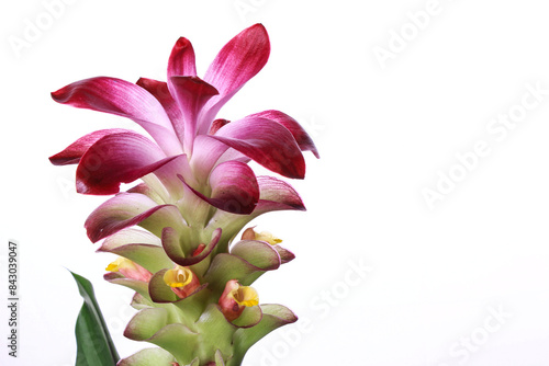 turmeric flower or ginger flower, red ginger on white background. negative space photo