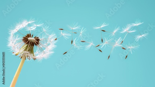  A dandelion drifts in the wind against a blue sky Its colors are brown and white