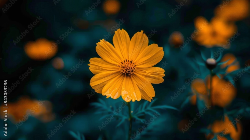 A yellow flower in focus with a backdrop of various flowers, while the foreground features a blurred image of the flower's summit, accompanied by a hazy background A yellow flower in focus with a backdrop of various flowers, while the foreground features a blurred image of the flower's summit, accompanied by a hazy background