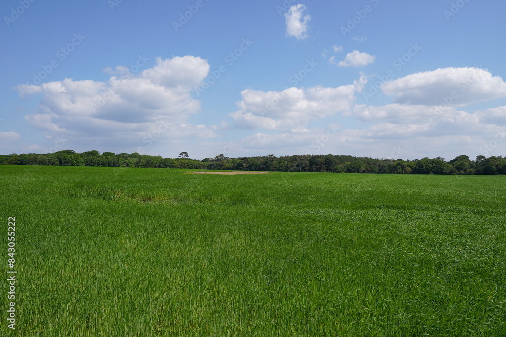 Lush green farmland during summer. crop field in rural English countryside. Lush green farmland during summer. crop field in rural English countryside.