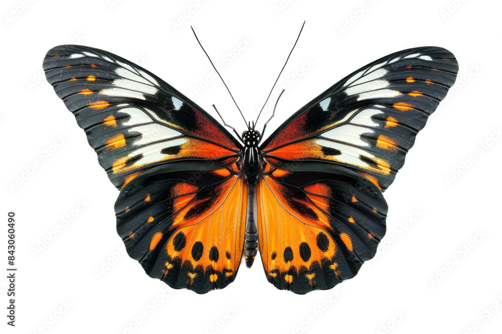 Fototapeta premium Beautiful Wing Optics Butterfly Isolated on Transparent Background