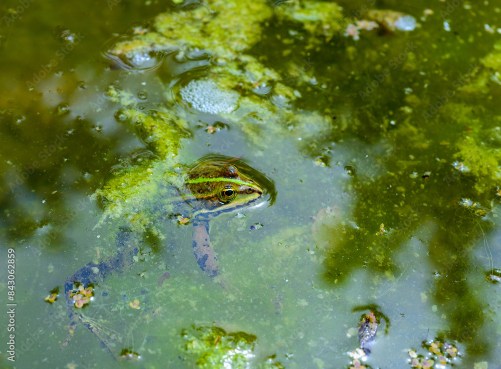The marsh frog (Pelophylax ridibundus), frog in water The marsh frog (Pelophylax ridibundus), frog in water