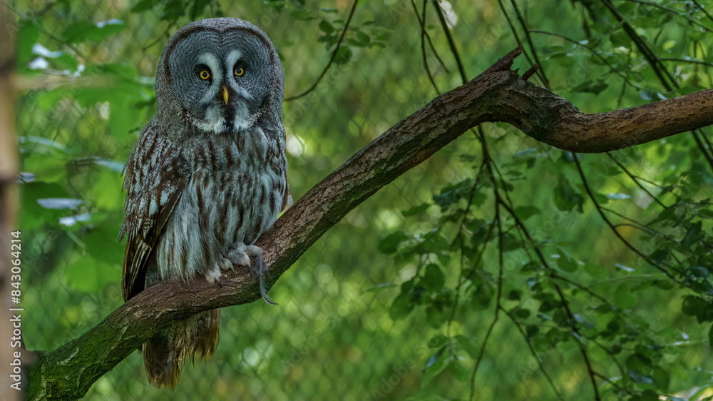 Fototapeta premium Bartkauz