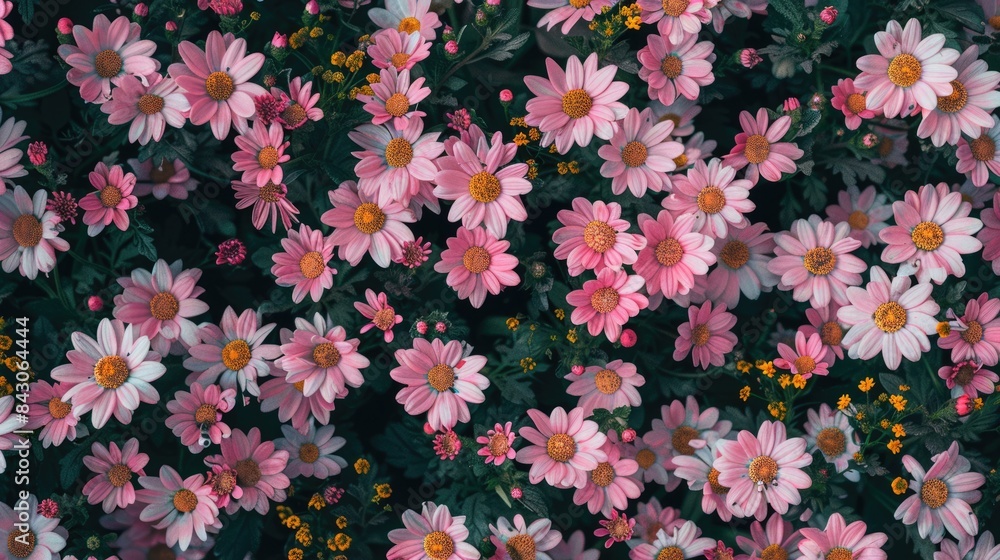 Aerial Flowers. Pink Chamomile Meadow in Top View Field and Garden Aerial Flowers. Pink Chamomile Meadow in Top View Field and Garden