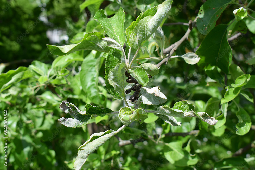 Apple tree leaves are affected by powdery mildew. Apple tree leaves are affected by powdery mildew.
