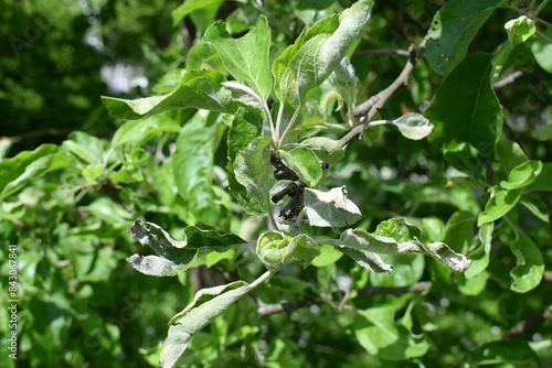 Obraz na plátně Apple tree leaves are affected by powdery mildew.
