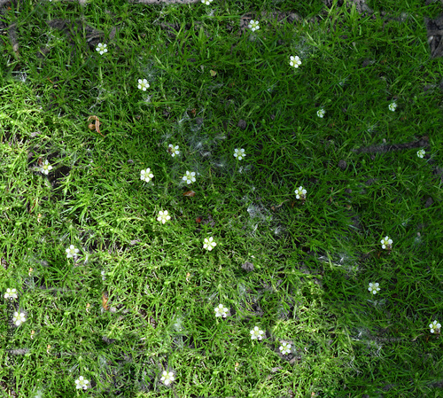Irish moss with flowers close-up.