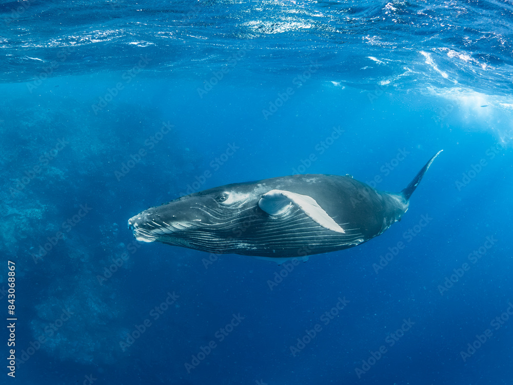 Fototapeta premium Humpback Whale