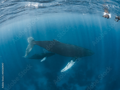 Humpback Whale Mother and Calf