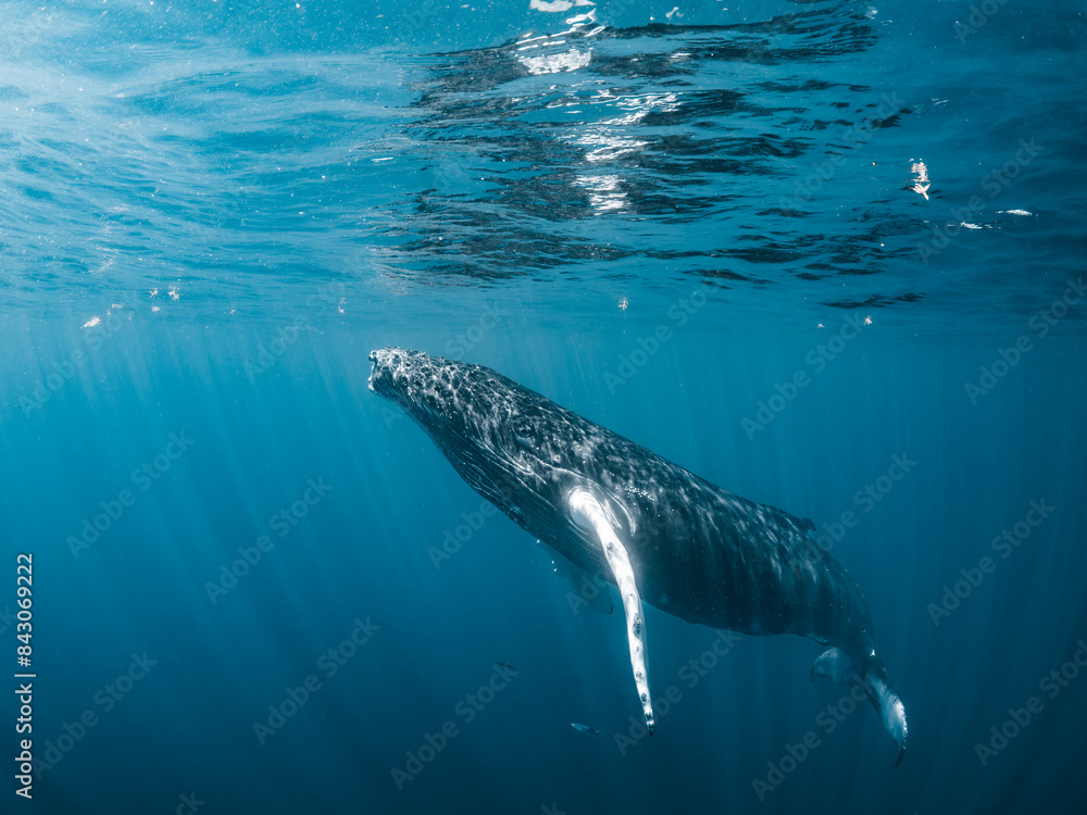 Fototapeta premium Humpback Whale