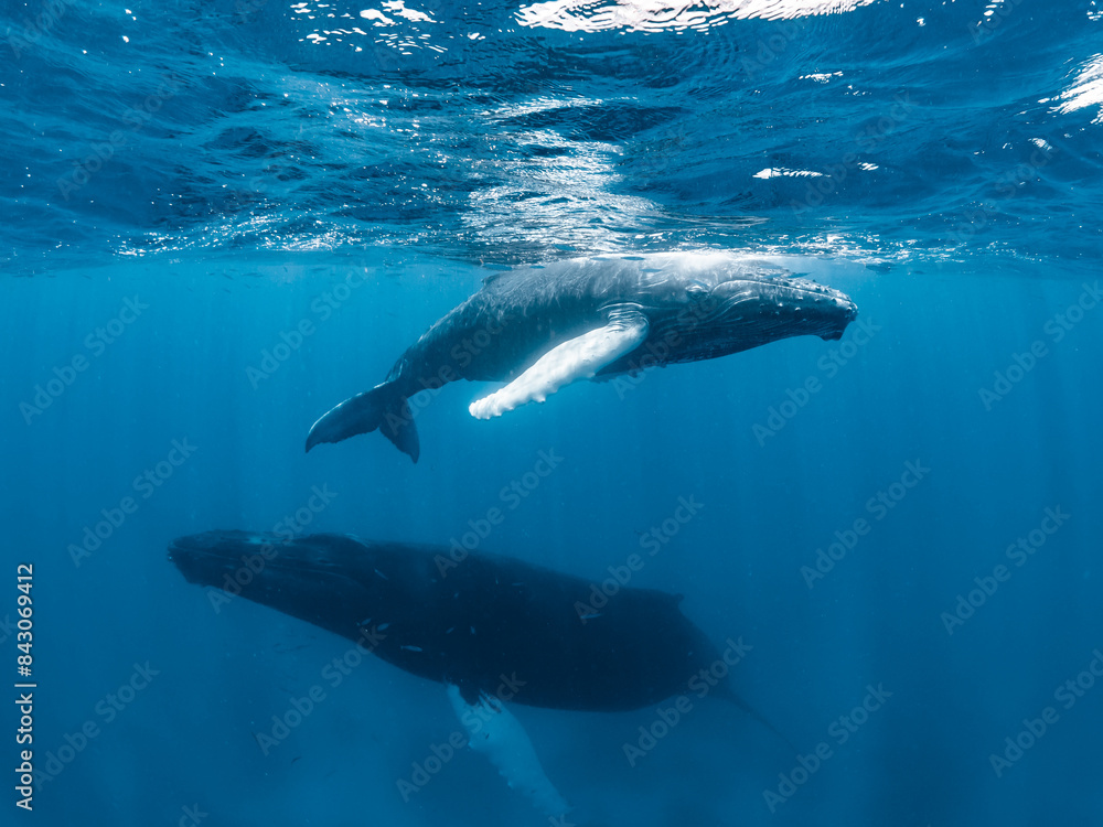 Fototapeta premium Humpback Whale Mother and Calf