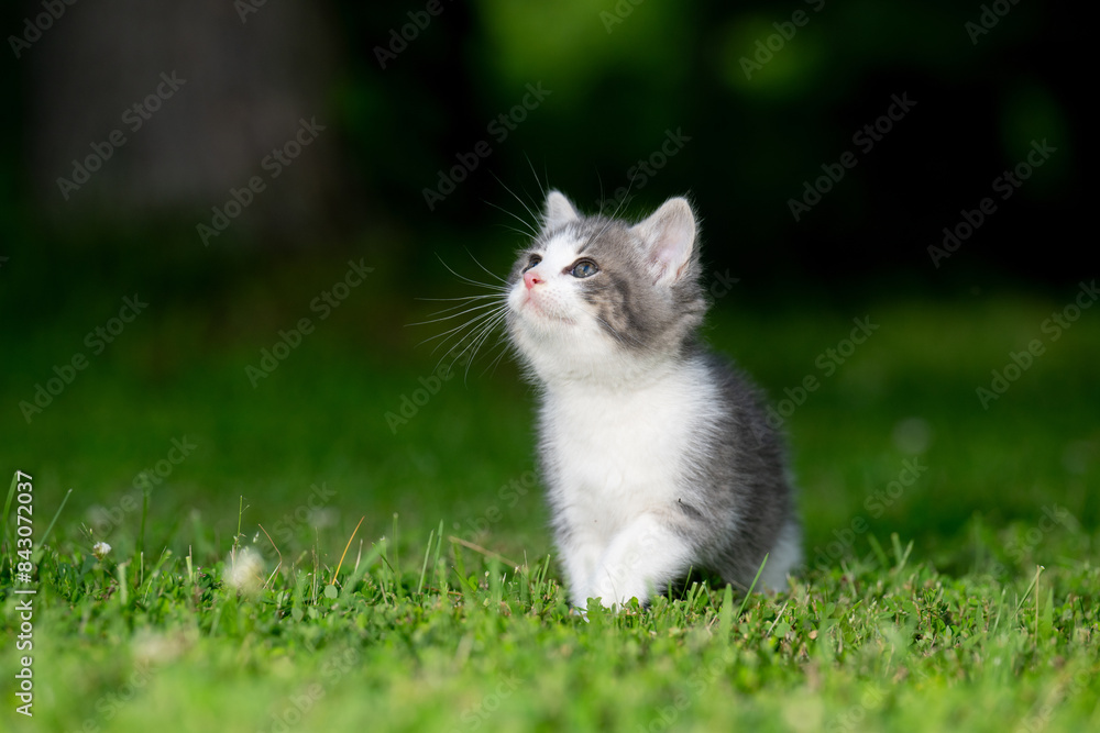 Cute kitten sitting in green grass on a summer day