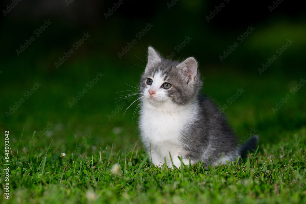 Cute kitten sitting in green grass on a summer day