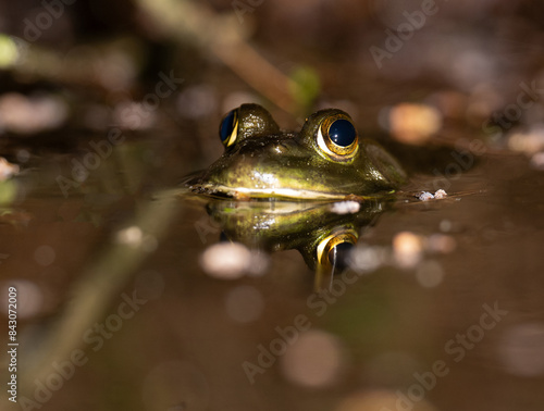 Fotografie American bullfrog in water in a pond at night