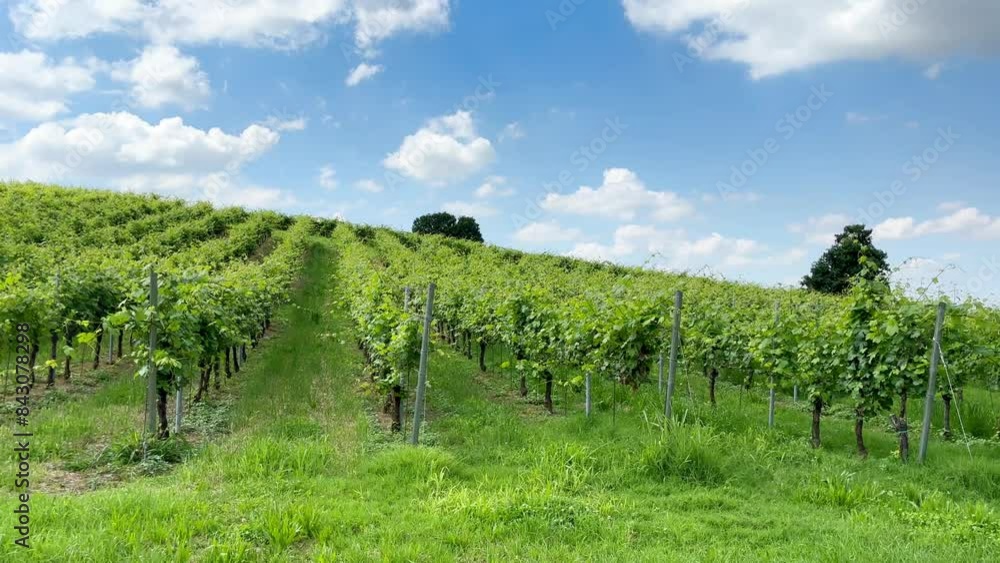 Lush green vineyard rows at midday hour, static camera shot. Italian fields of wine in spring summer time. Travel vacation drink destination. Green nature environment outdoors vine yards Lush green vineyard rows at midday hour, static camera shot. Italian fields of wine in spring summer time. Travel vacation drink destination. Green nature environment outdoors vine yards