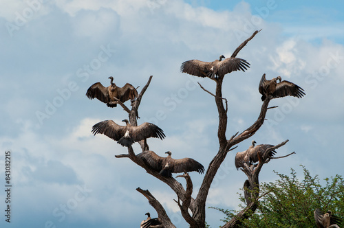 Vultures sitting with open wings on a tree