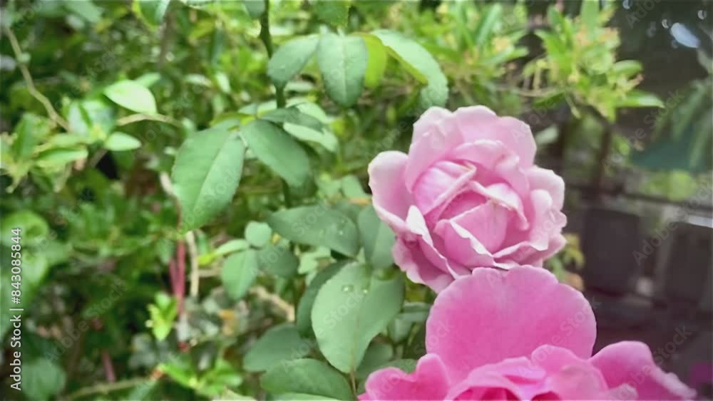 Pink rose flower on garden, isolated pink rose flower, pink rose flower for love romance, Makes you feel fresh, bright, and feels good. Use it to make perfume or beauty business. or a date about love Pink rose flower on garden, isolated pink rose flower, pink rose flower for love romance, Makes you feel fresh, bright, and feels good. Use it to make perfume or beauty business. or a date about love