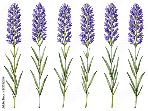 Transparent background PNG realistic lavender flower