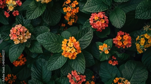 Close up image of a Lantana camara