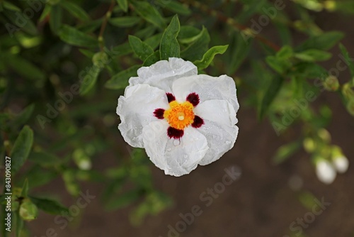 Gros plan d'une fleur de ciste photo