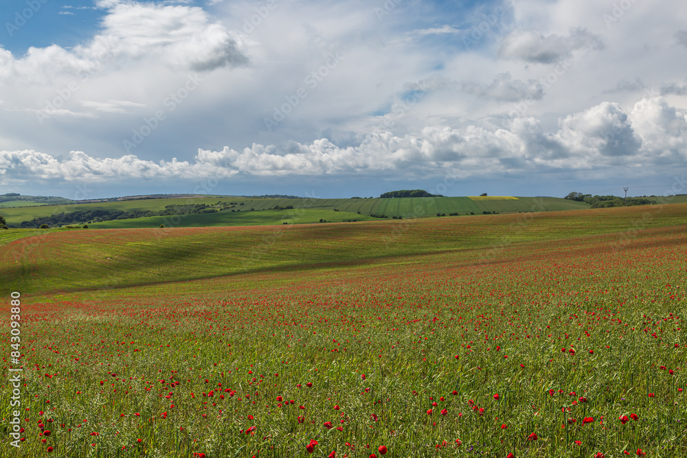 A rolling South Downs landscape near Ditchling Beacon, with poppies in bloom in the fields A rolling South Downs landscape near Ditchling Beacon, with poppies in bloom in the fields