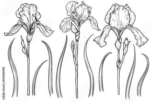 Iris flower set hand drawn vintage vector sketch drawing
