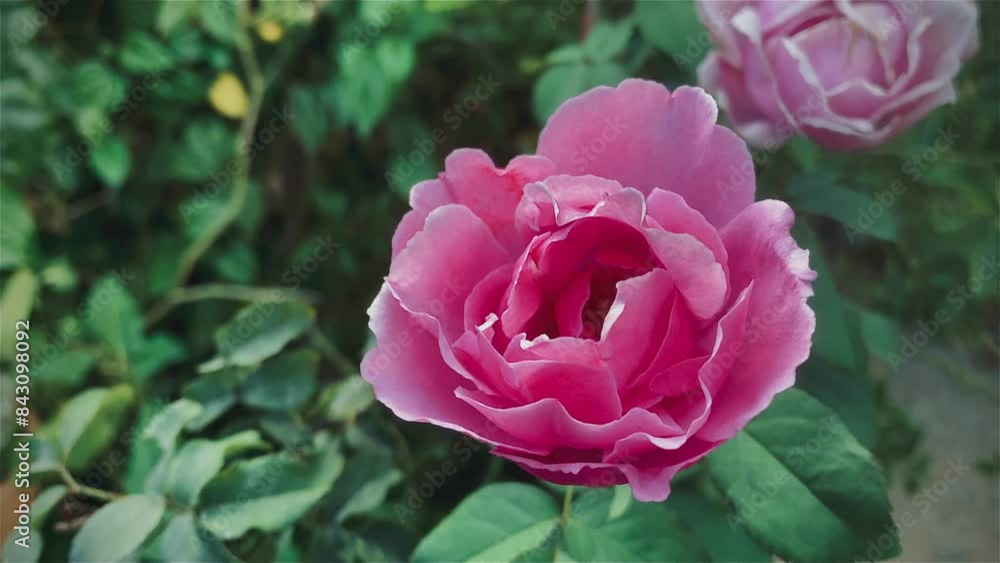 Pink rose flower on garden, isolated pink rose flower, pink rose flower for love romance, Makes you feel fresh, bright, and feels good. Use it to make perfume or beauty business. or a date about love Pink rose flower on garden, isolated pink rose flower, pink rose flower for love romance, Makes you feel fresh, bright, and feels good. Use it to make perfume or beauty business. or a date about love
