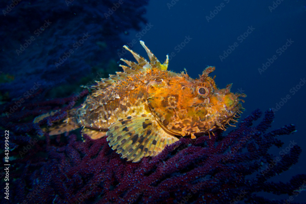 Fototapeta premium Großer Roter Drachenkopf (Scorpaena scrofa) auf einer roten Gorgonie