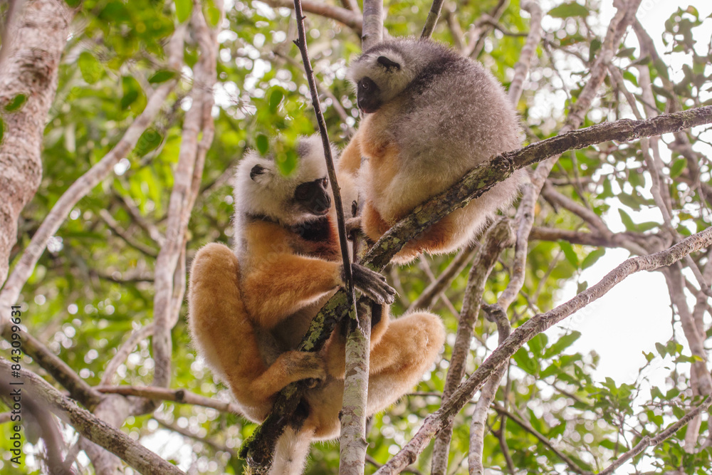 Naklejka premium Pair of diademed sifakas