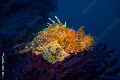 Großer Roter Drachenkopf (Scorpaena scrofa)  auf einer roten Gorgonie photo