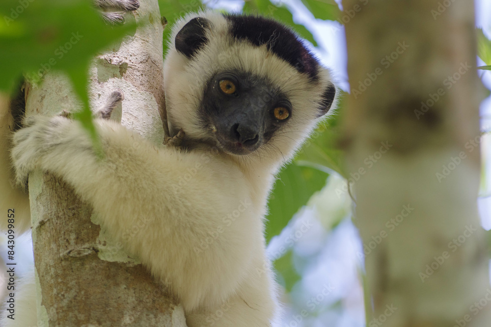 Obraz premium Sifaka portrait