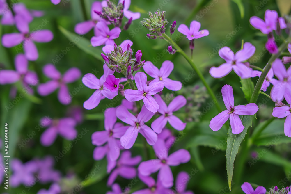 Hesperis matronalis is an herbaceous flowering plant species in the family Brassicaceae. common names including dame's rocket, damask-violet, dames-wort, dame's gilliflower, sweet rocket. Hesperis matronalis is an herbaceous flowering plant species in the family Brassicaceae. common names including dame's rocket, damask-violet, dames-wort, dame's gilliflower, sweet rocket.