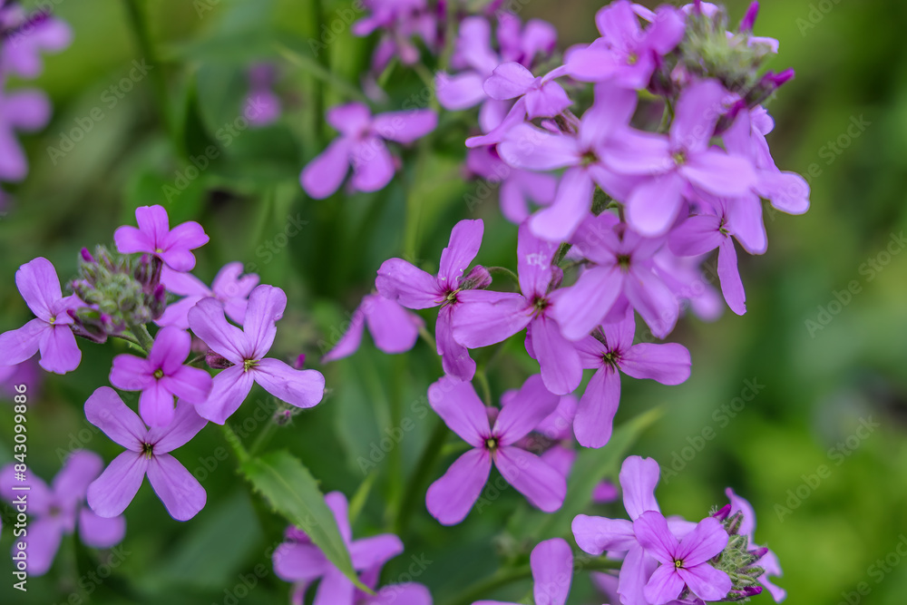 Hesperis matronalis is an herbaceous flowering plant species in the family Brassicaceae. common names including dame's rocket, damask-violet, dames-wort, dame's gilliflower, sweet rocket.