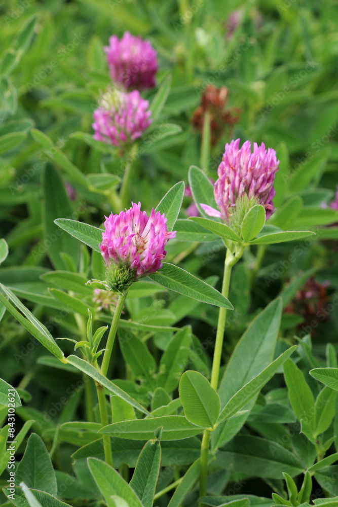 Clover middle (Trifolium medium) blooms in a meadow among grasses Clover middle (Trifolium medium) blooms in a meadow among grasses