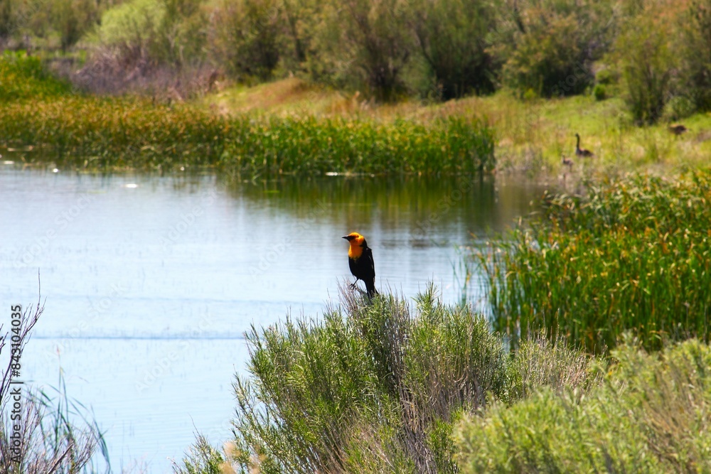 Yellow Faced Black Bird in Elko Nevada Yellow Faced Black Bird in Elko Nevada