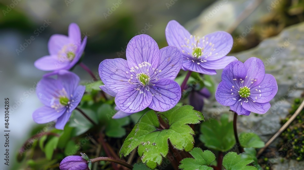 A violet flower commonly known as liverwort kidneywort or pennywort Anemone hepatica A violet flower commonly known as liverwort kidneywort or pennywort Anemone hepatica