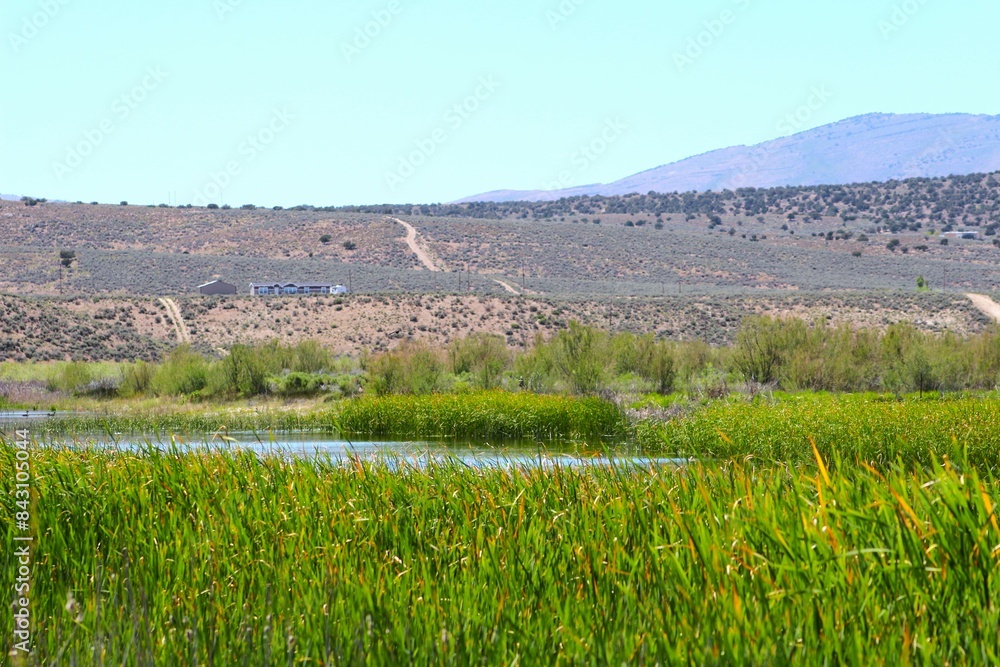 Fototapeta premium Yellow Faced Black Bird in Elko Nevada
