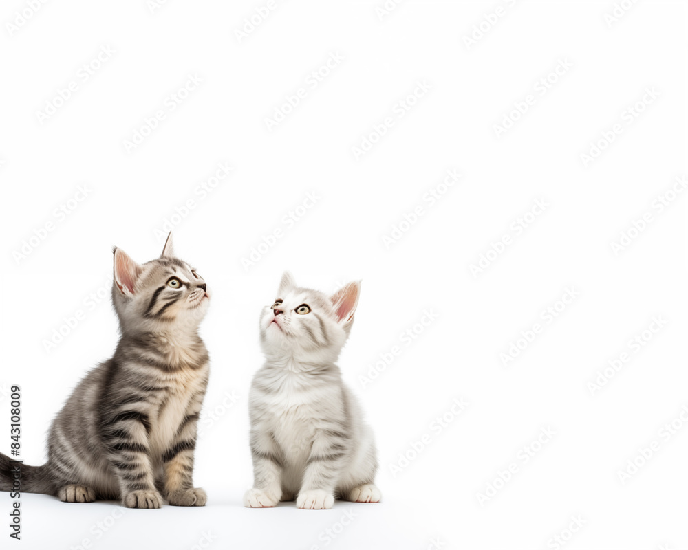 Fototapeta premium Cute kitten background.